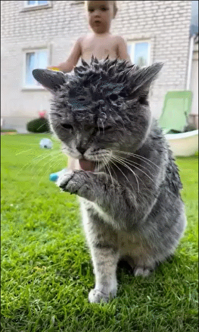 猫咪：这个家待不下去了🥹