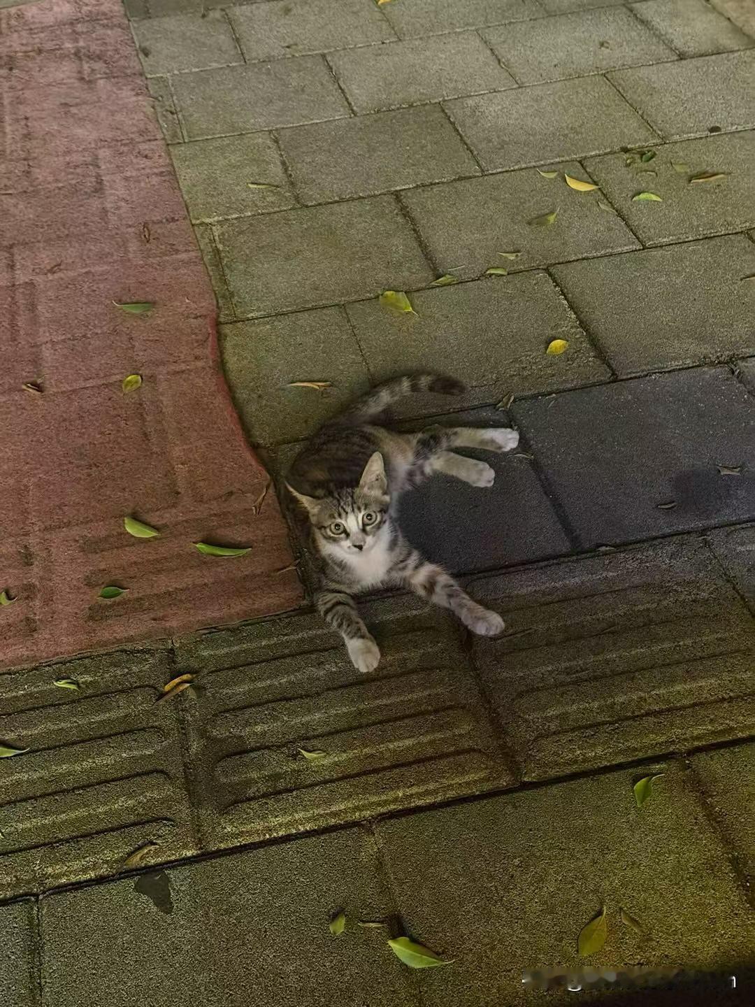 路边上的猫咪，瞪着圆圆的眼睛看着我