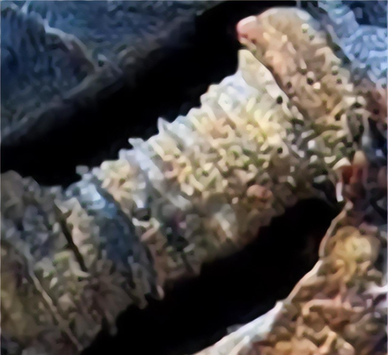 1996年，探险团队在俄罗斯的卡卢加，发现了一块特殊的石头！随后，人们惊讶地发现