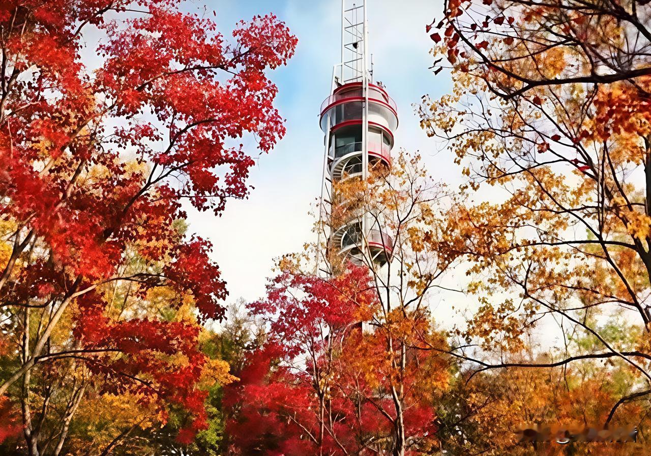 🍂扬州赏秋宝藏地！六圩灯塔公园美成油画啦！扬州的深秋真的藏不住了！六圩灯
