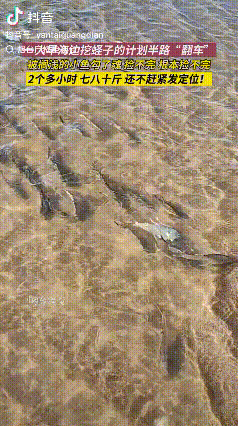 意外收获！山东烟台，女子一大早原本要去海边挖蛏子，没想到到海边后发现了很多搁浅的