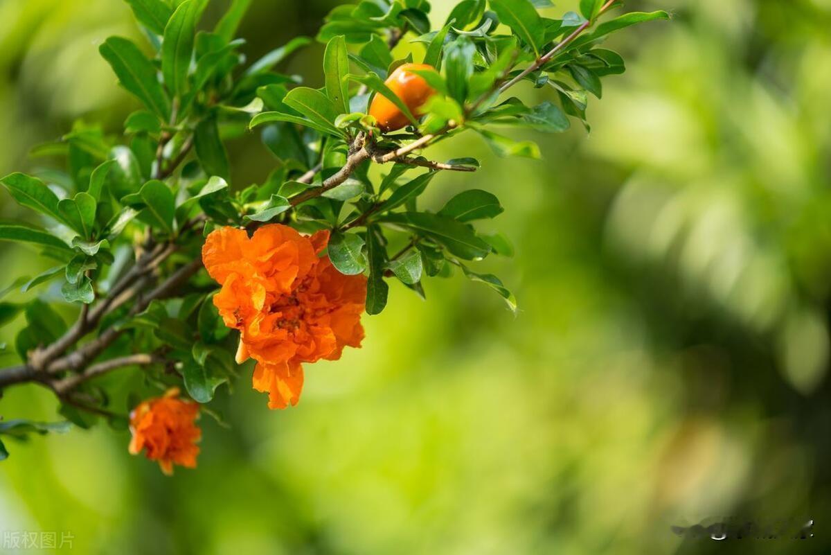 立夏节气立夏是二十四节气的第七个节气，今年的立夏节气始于5月5