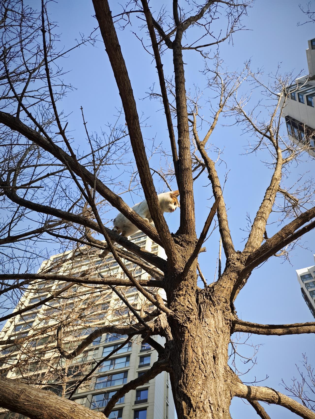 从养你那天开始就知道有一天会分别，但没想到会这么快，这么突然。那天在楼下喊你，