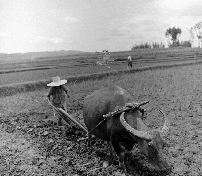 1966年烟台，农民李焕除草时，竟意外刨出了一个小绿瓶，他环顾了下四周，趁无人发