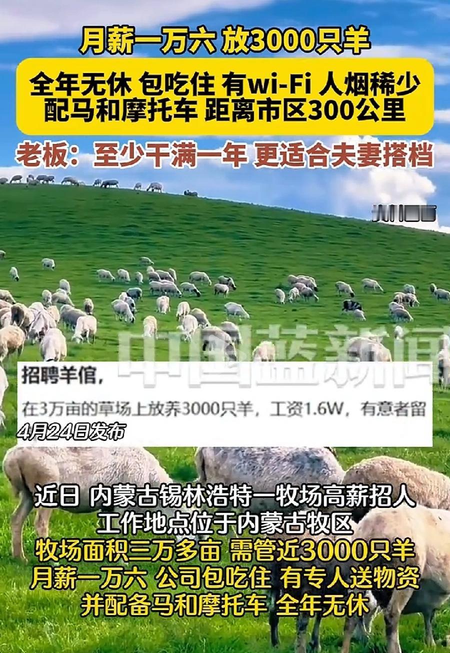 内蒙老板招聘放羊工，夫妻2人月薪1.6万，工资太低了！3000只羊，按照每月每