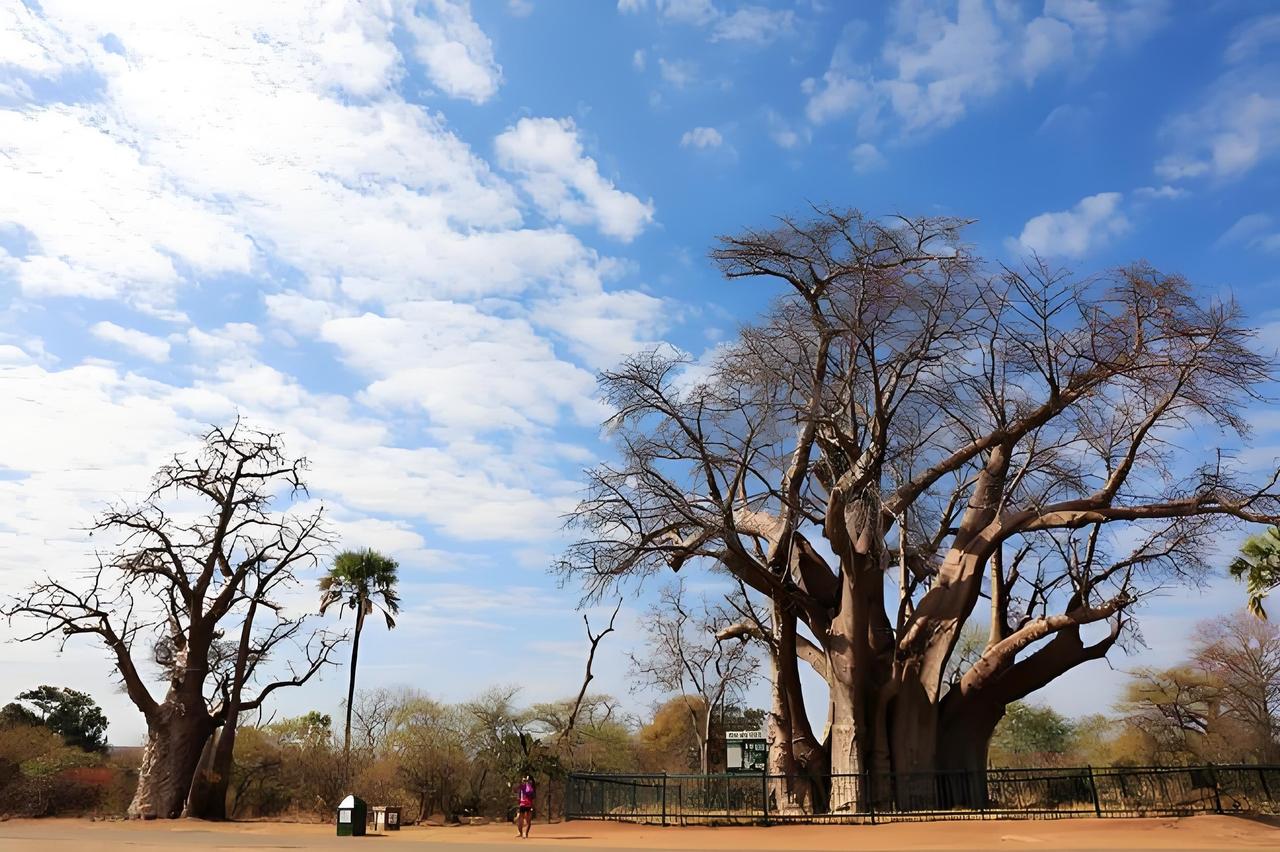 津巴布韦掀桌子了，对咱们是利好的。‌津巴布韦政府已于2026年2月25日立即