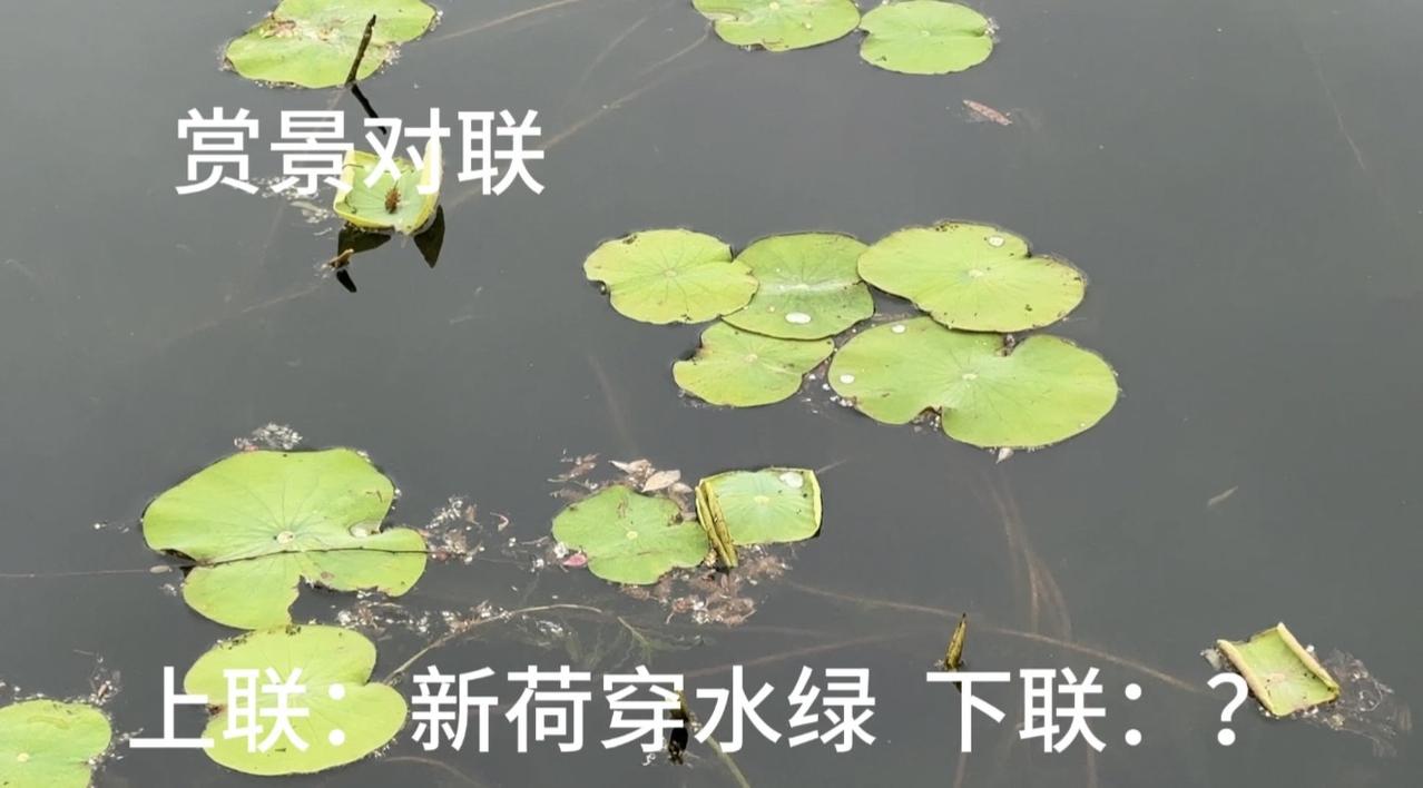 西湖的荷箭悄悄绿了！赏景对个联？荷塘美景如诗如画！上联：新荷穿水绿，下联怎么对