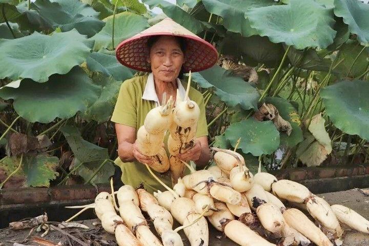 【柳江人的骄傲！这根“玉藕”，火遍全国，远销海外】近日，柳州柳江区百朋镇莲藕上