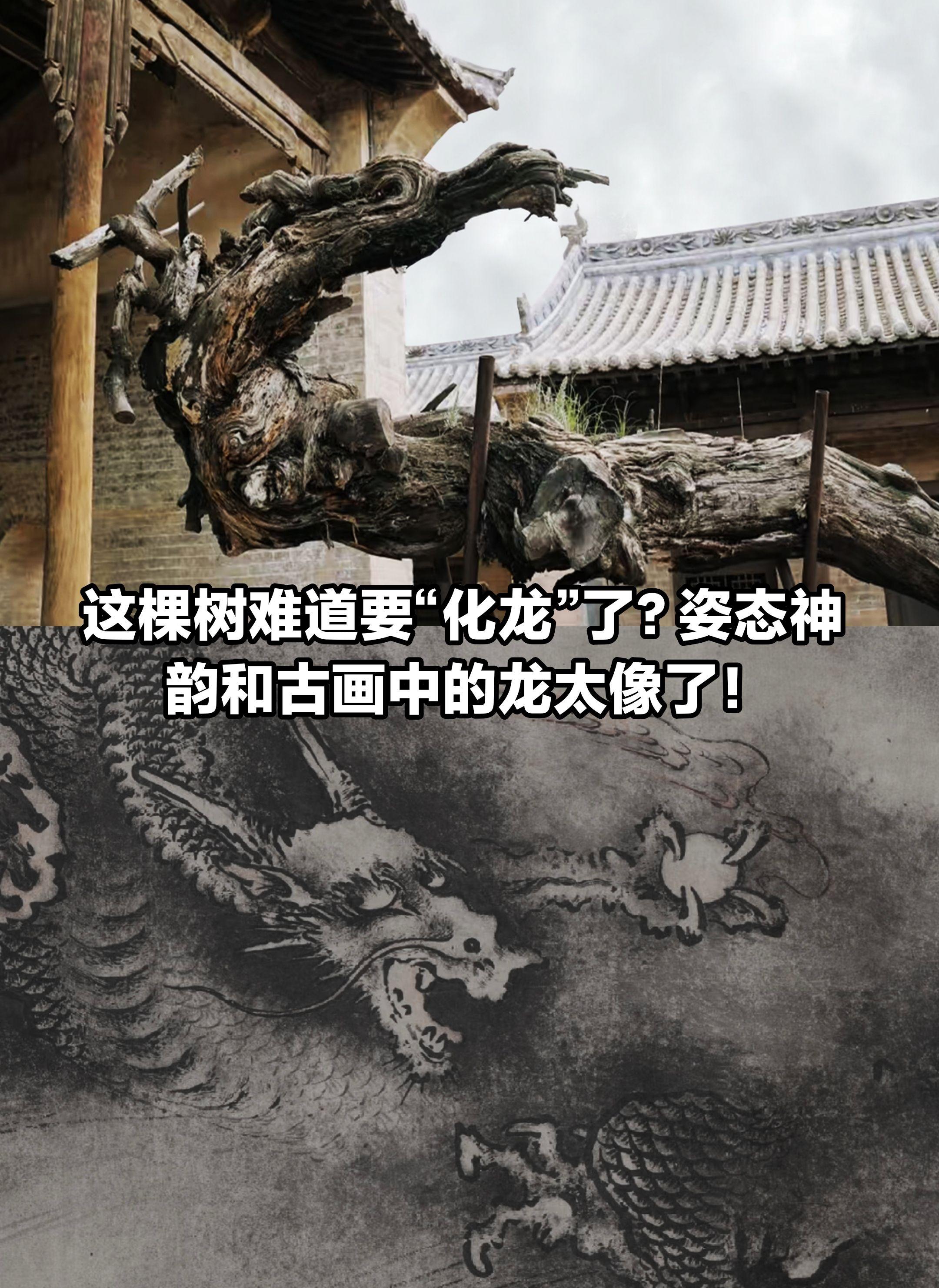 太神奇了！怎么会有如此像“龙”的树。