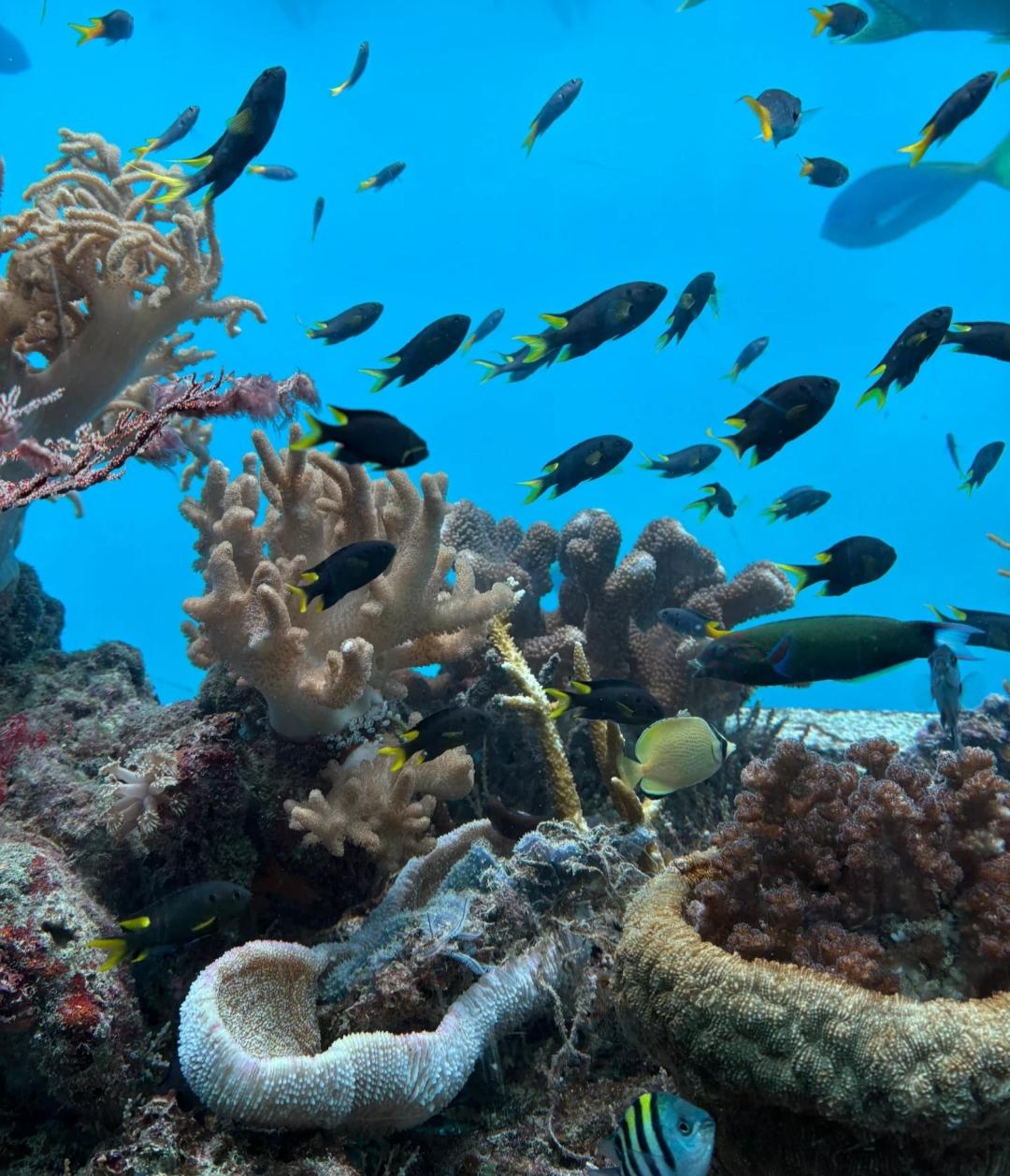 深海“僵尸鱼”曝光：眼睛退化、牙齿外露，竟然能在11000米深海“活”下来！