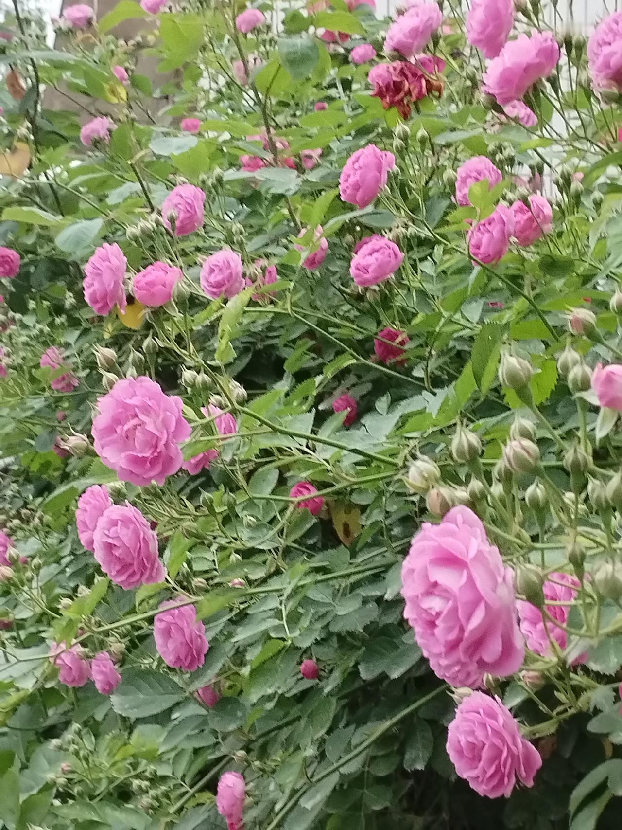 “屋后青山绿”这一句，描写的是房屋后面有青山翠绿，给人一种宁静、自然、清新的意境