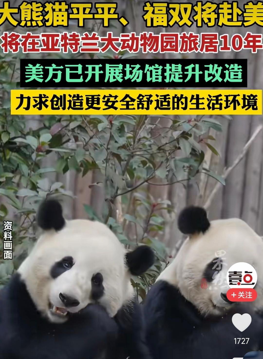4月24日，中国野生动物保护协会正式对外发布消息，确认“平平”、“福双”两只大熊