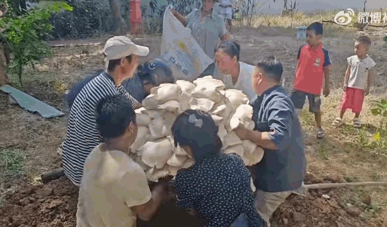 云南临沧，一所偏僻的乡村小学里，师生课后闲逛，竟在操场角落挖出一丛体型超乎认知的
