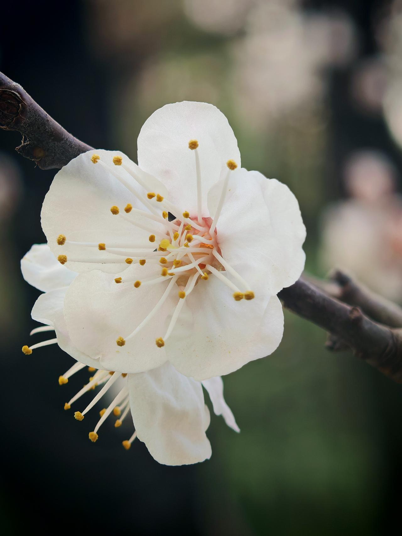 花花草草总能给生活增添别样色彩。我家里养了几盆多肉，像桃蛋，圆滚滚的叶片粉嫩可爱