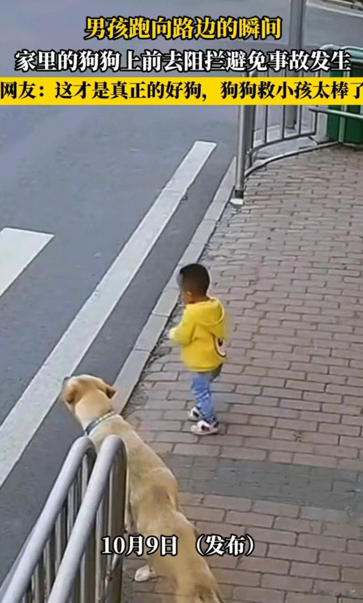 万物皆有灵性！海南这小男孩拿着玩具就往马路上冲，多亏一旁狗狗眼疾手快，把他推倒在