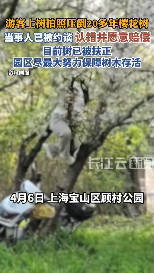 “鲁智深再世？”4月6日，上海，一女子为了拍照出片，竟然爬上了公园的一棵樱花树，