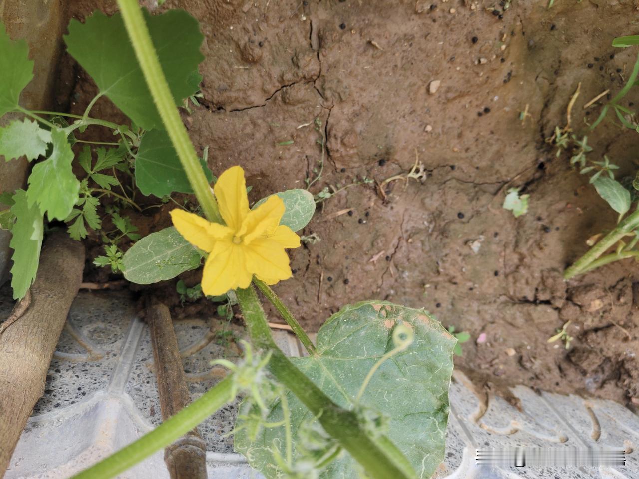 黄瓜开花，豆角结果。我的农家小院，今年蔬菜长势不错。去年秋季种植的菠菜、芫荽