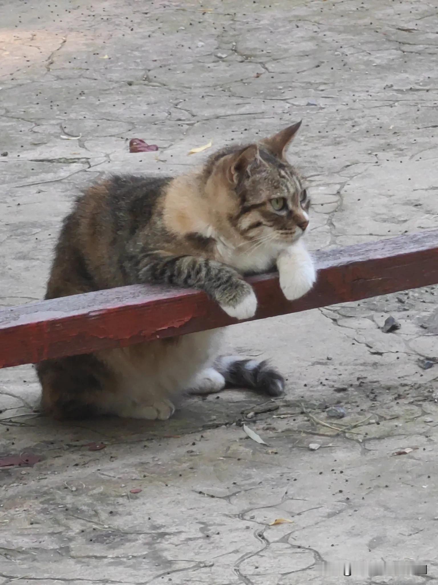清晨趴在栏杆上翘首企盼喂猫人的猫猫好可爱！​​​