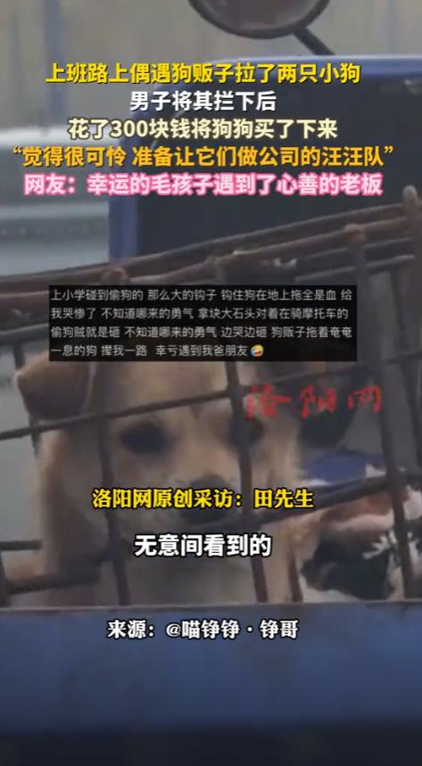 三百块救下两条命，连云港老板的暖心之举江苏连云港，一位老板开车去上班，途中看到