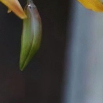 0000‎种植种植兰花的方法：一、准备盆土兰花对盆土的要求高，种植之前必须要先配