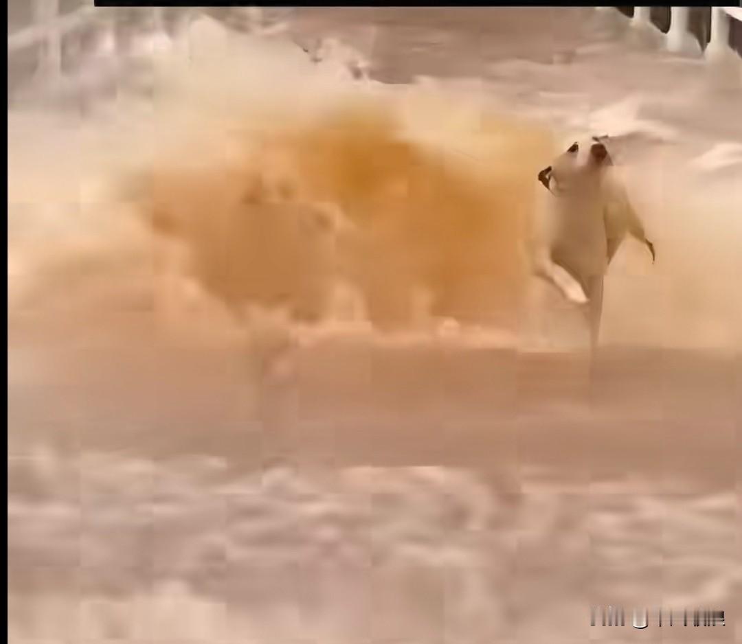 山洪暴发，狗狗猛地冲出去营救主人。救出主人后，它又顶着汹涌的洪水去救自己的宝宝。