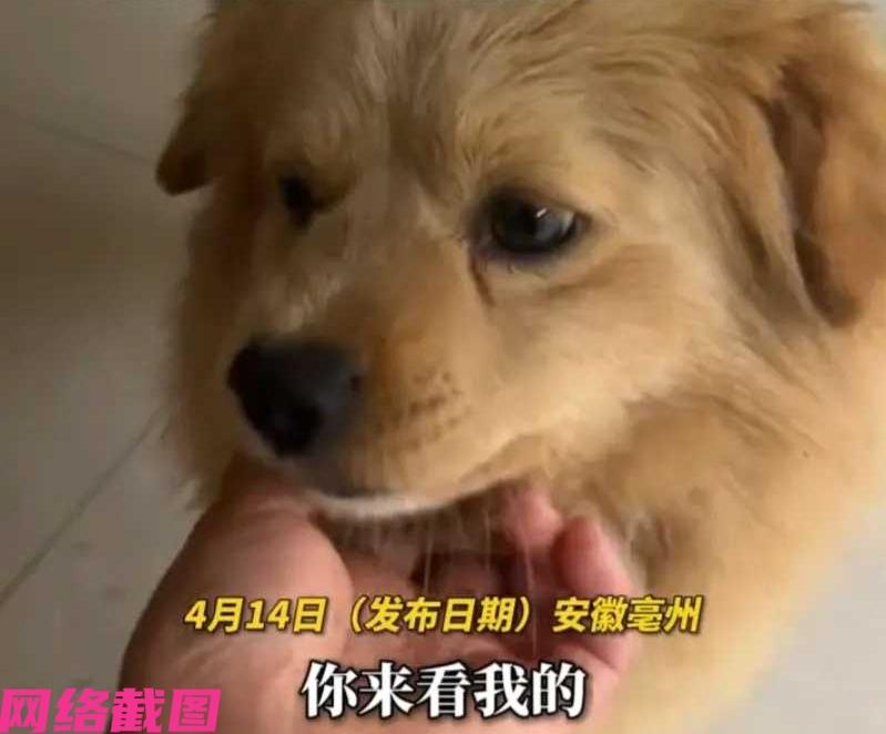 安徽亳州有男子，这天早上准备出门上班时，可没有想到开门后，见门口还有只狗狗，这时