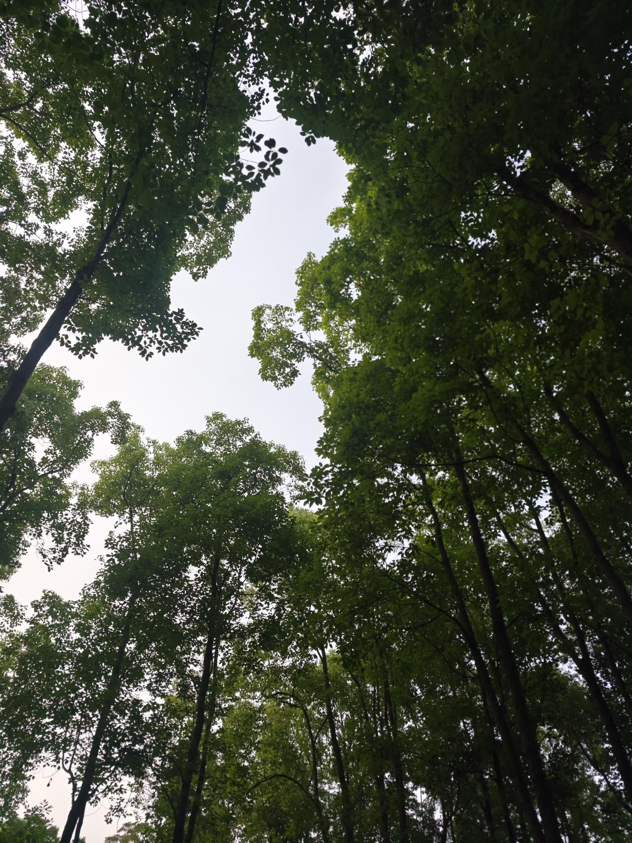 周六下午带着老人去了玉佛寺，然后就说宝山新开了一个盛宅公园，不妨去一探究竟。到了