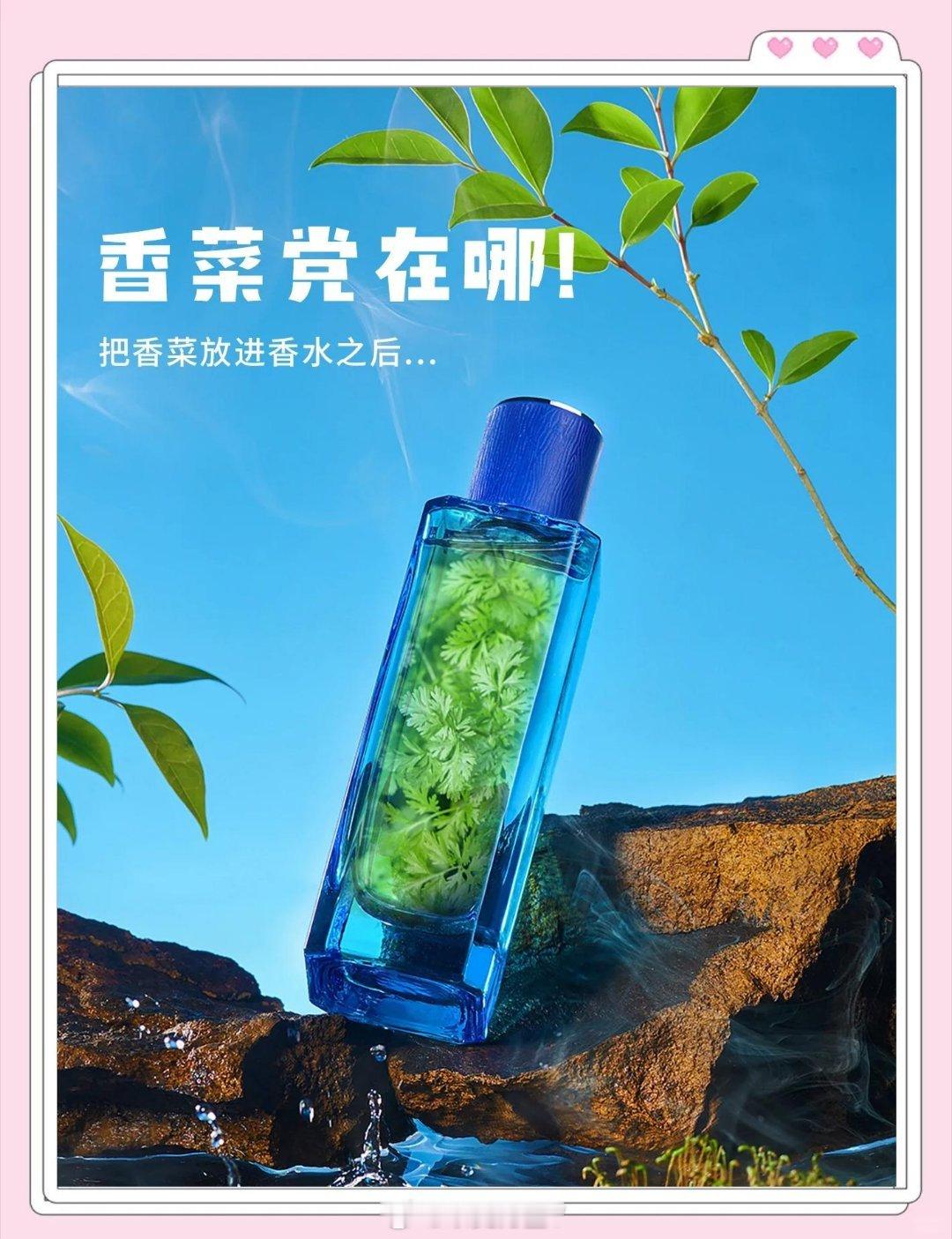 香菜泡面走红韩国的原因是什么香菜古称芫荽[yánsui]，可能是世界上最古老