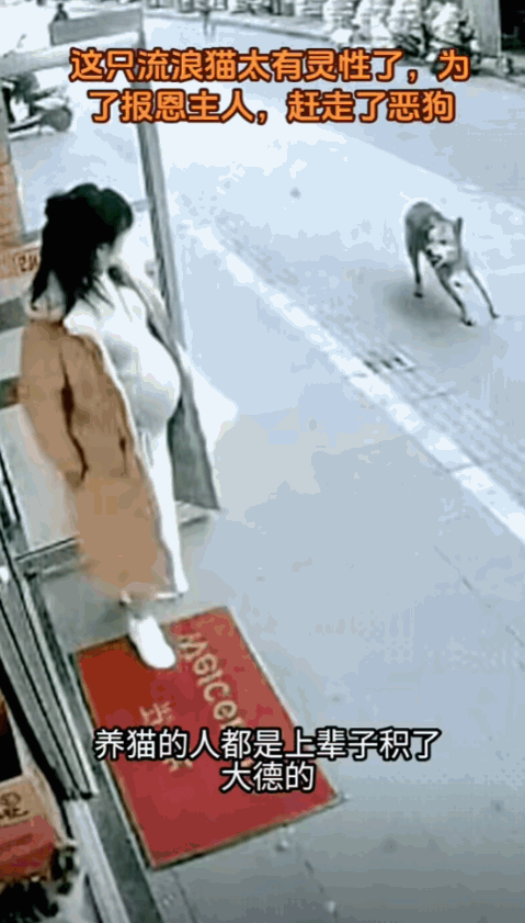 “太有灵性了！”女子预产期临近，担心楼下的流浪猫会挨饿，就顶着大肚子下楼投喂，没