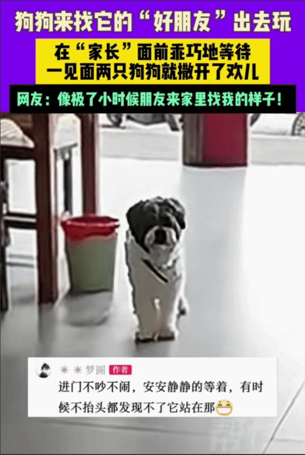 “太有灵性了！”贵州，女子看到一只狗来到家里。突然，她对楼上喊:“来福，你朋友