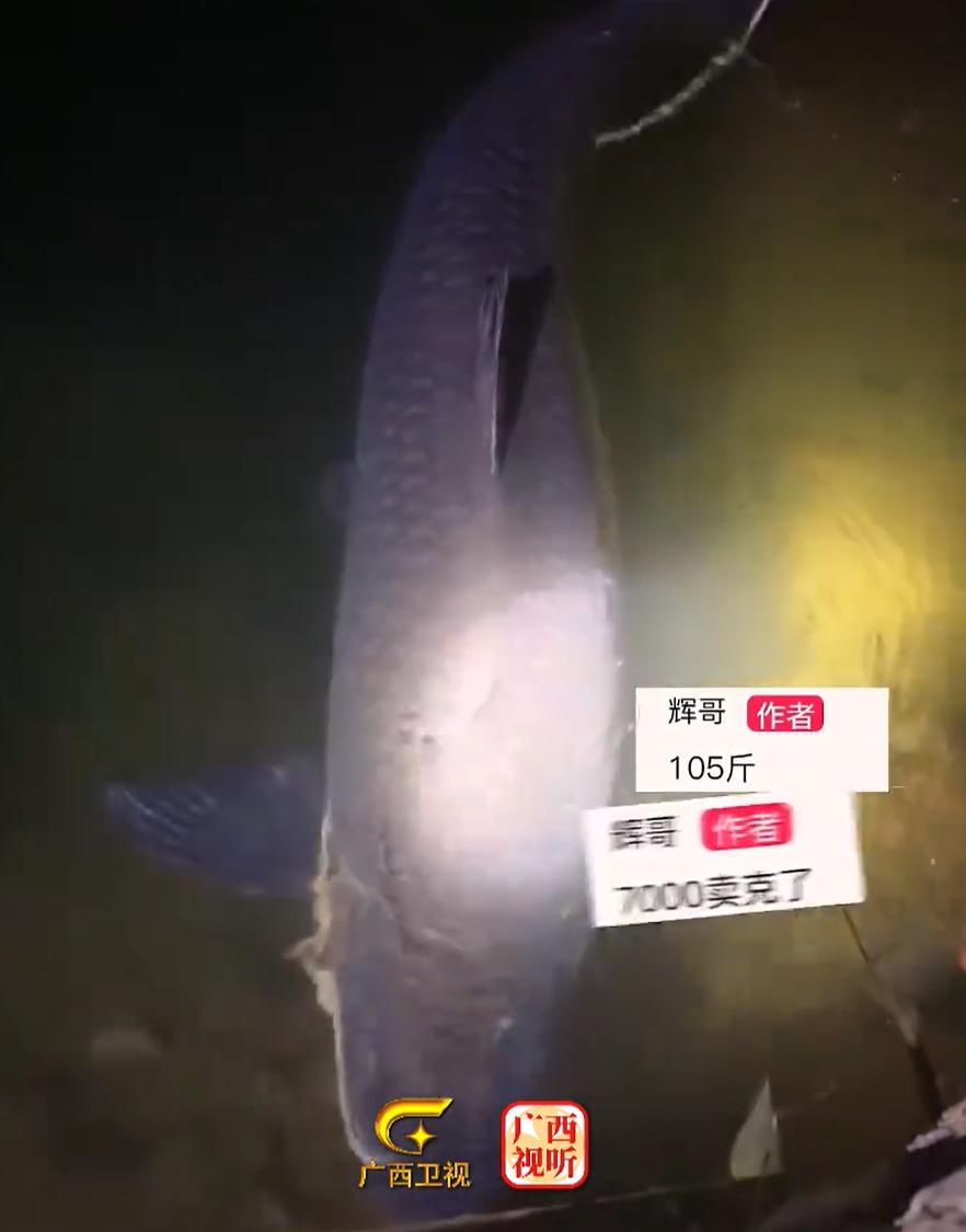“卖亏了！”广西柳州，一男子去河边夜钓，谁知却钓出一条105斤的大鱼，男子转身就