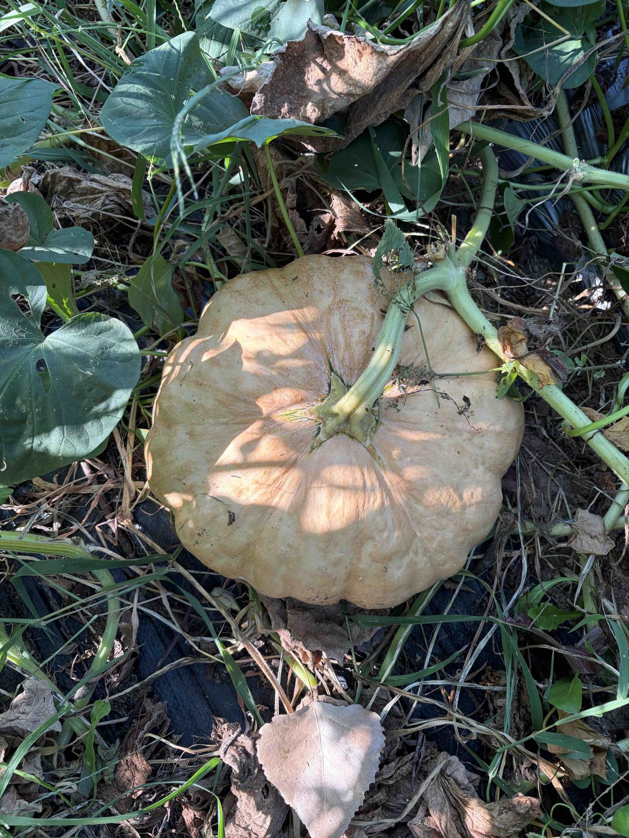 夏季蔬菜接近尾声，秋收来临，冬天不远啦，鸡粪撒到地里，开始准备大棚种植。
