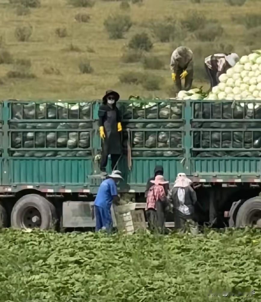 张家口甲醛白菜事件，又曝出了很多细节！8月22日，博主“渔猎齐哥”发布视频称，