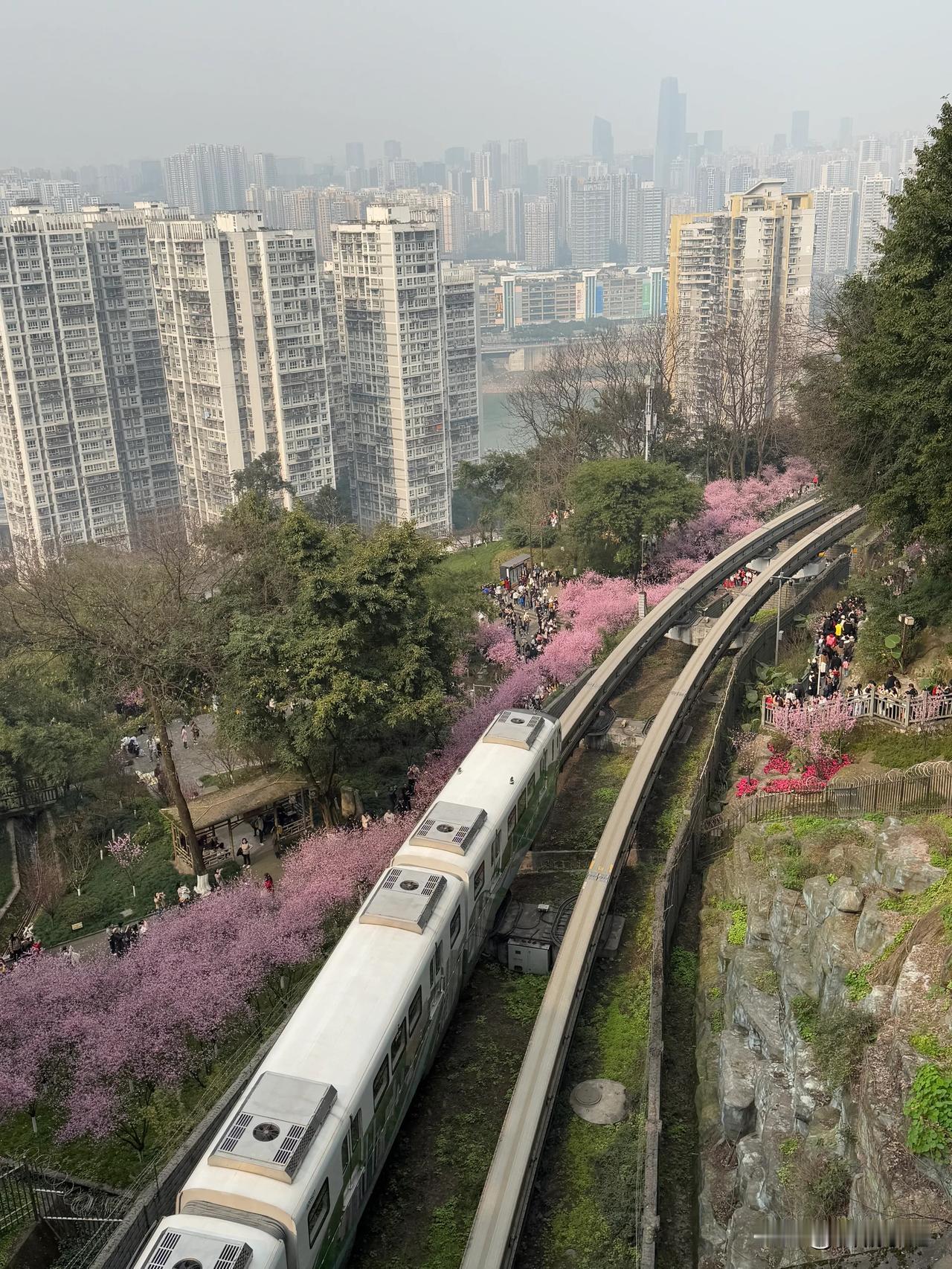 美人梅盛开，重庆半山崖线“春游热”！眼下，佛图关公园里美人梅正值盛花期，走半