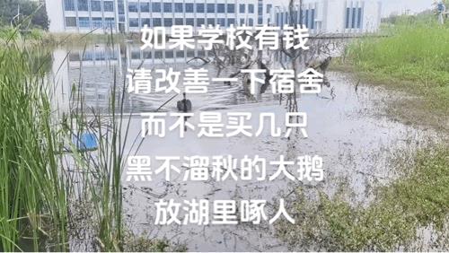 你就知足吧，在学校除了鹅追还有谁追你[捂脸哭]