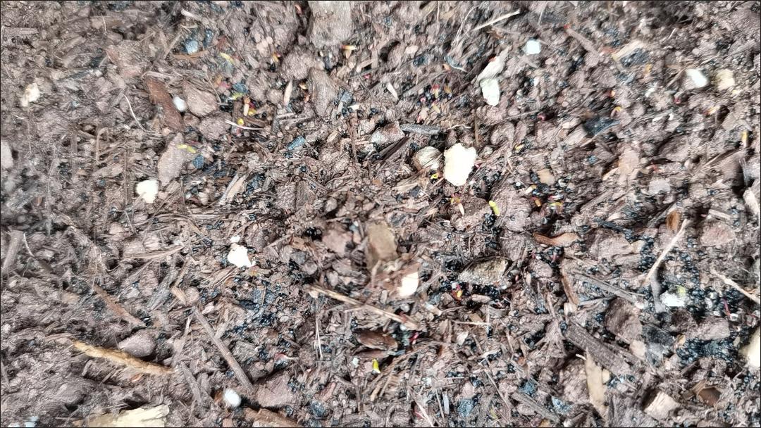 太阳花种子我喜欢太阳花，它皮实，好养，而且花开不断，这朵谢了那朵又开，总是一派