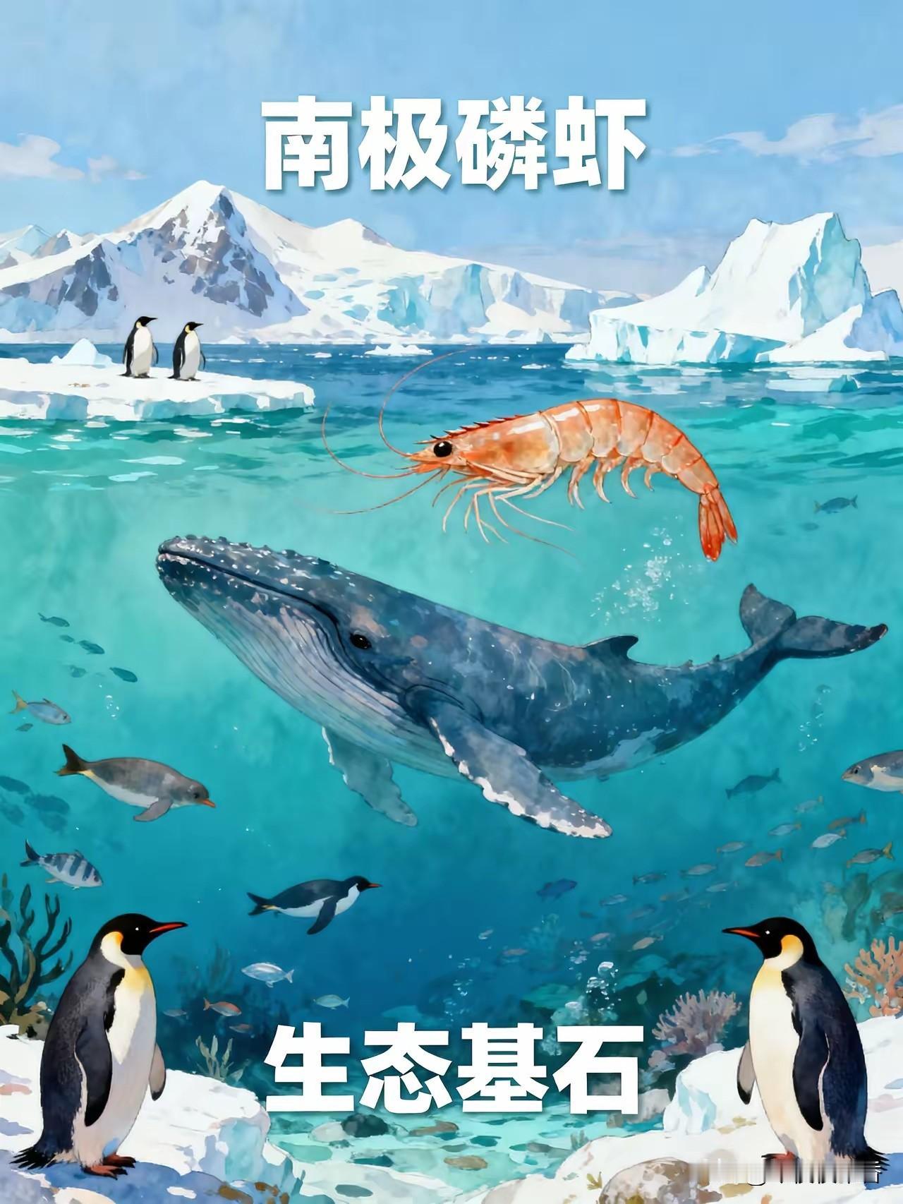 为什么人类不大量捕捞磷虾？答案是：不敢！藏在南极深海里的千亿吨顶级营养食材，绝