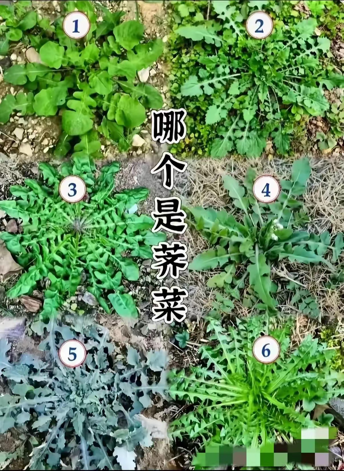 请问:哪个是荠菜？​​​