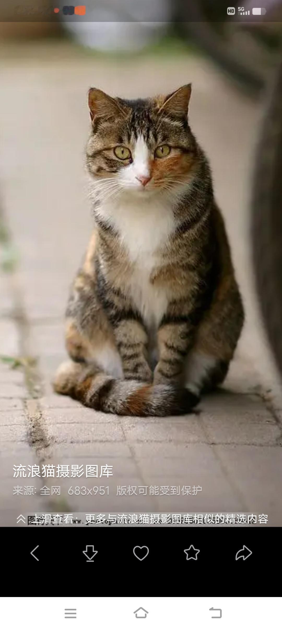 记得八九十年代那一时期，我们那地方一度老鼠猖獗，却很少见到猫，至使猫成了稀缺的动