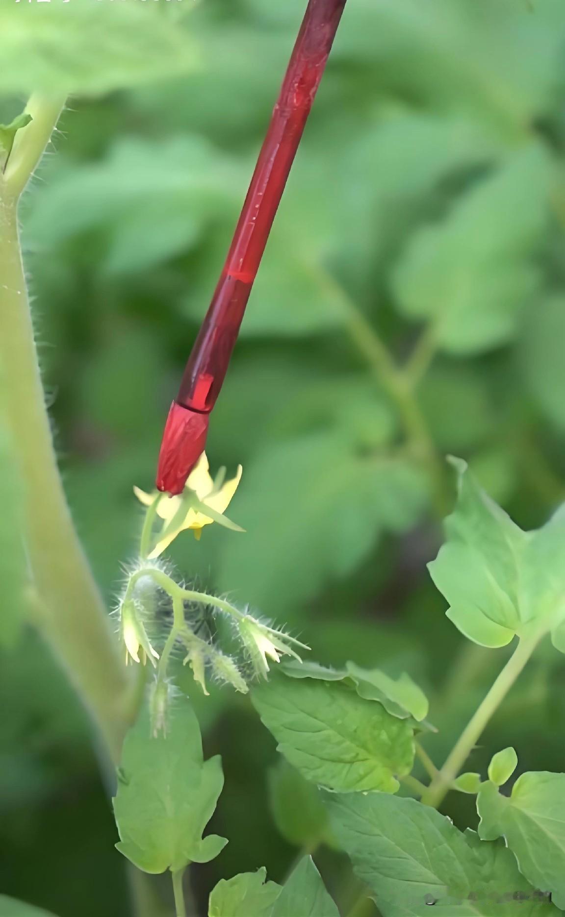 西红柿开花别着急点花！自然结果更健康现在正是西红柿结第一穗果的关键时期，很