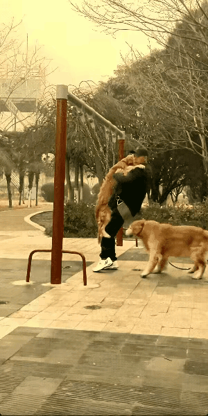 大爷他也真是奇葩，想和狗一起享受荡秋千的乐趣，结果自己摔得够呛，狗倒没事。