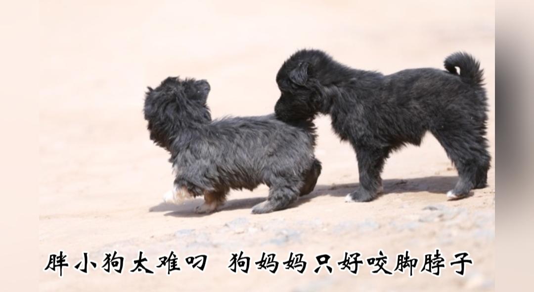 萌翻众人！小狗体型胖乎乎，狗妈妈无处下嘴，只能叼住小狗脚脖子转移。近日网友