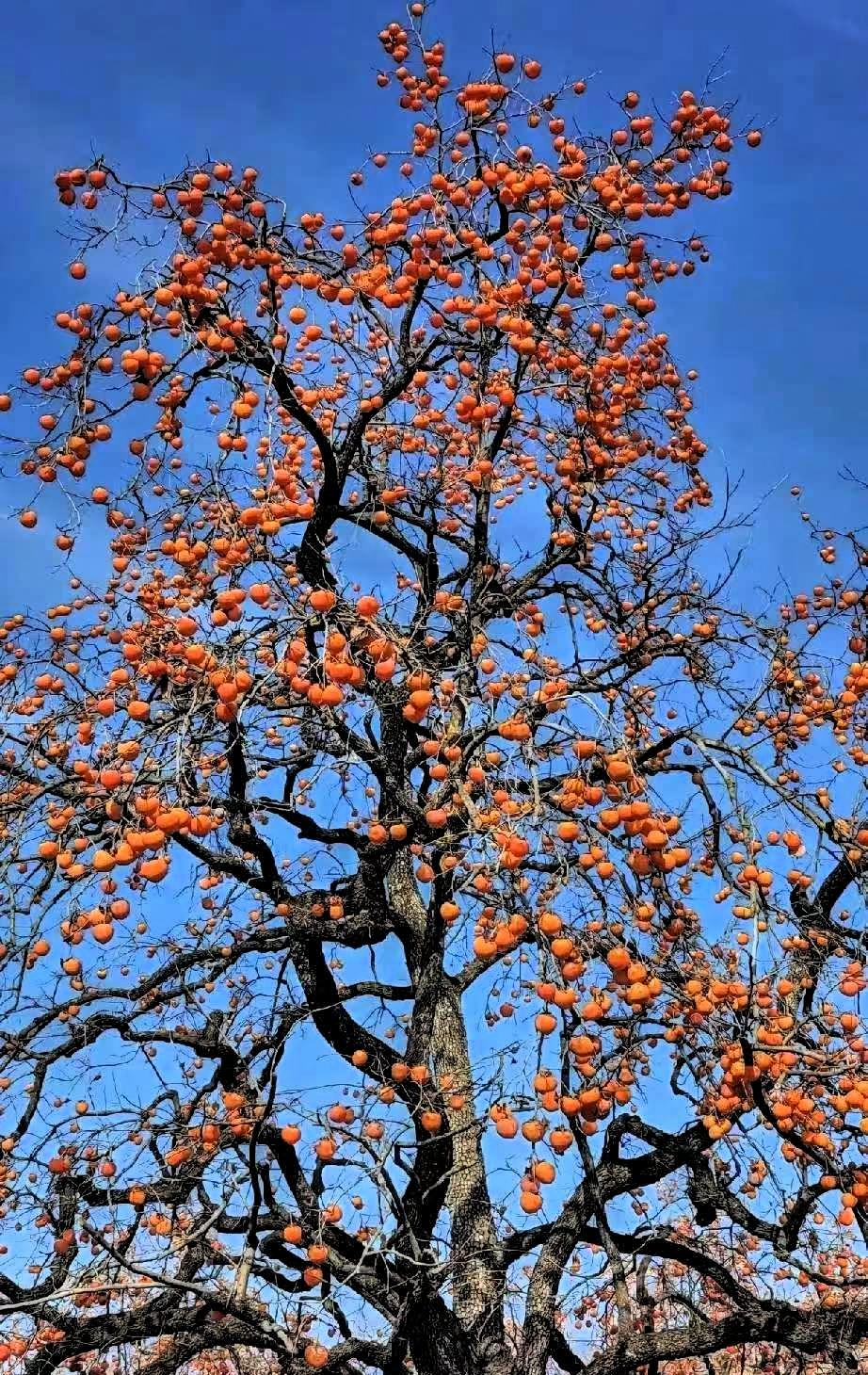 我发现，今年很奇怪。现在腊月，都已经过了一半了，可是村里，依然冷冷清清，大街上