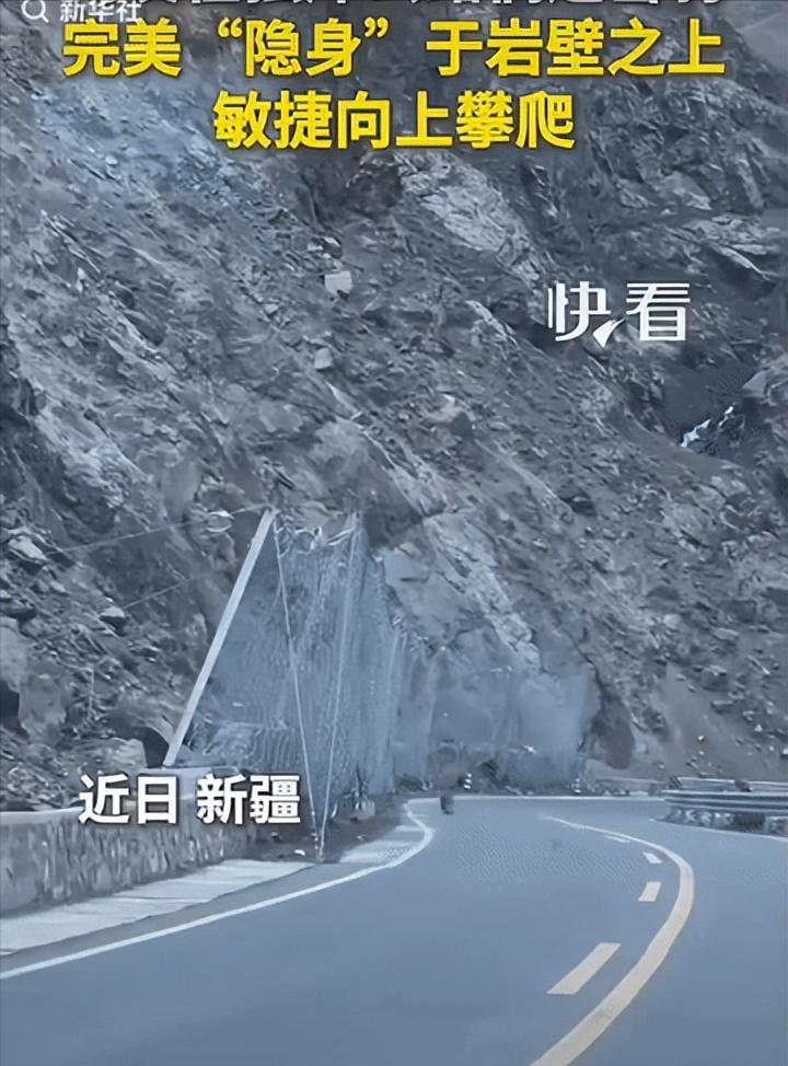 “上新华社了!”新疆，一对男女驾车行驶在独库公路上，副驾女子不经意抬头看了一眼