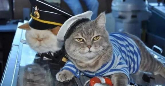 航母上为什么要养猫？是为了抓老鼠？那你就错了，现在航母上的猫可不是为了抓老鼠，而