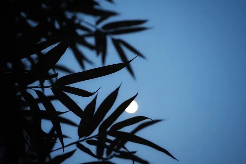 看到“竹影清风摇月色”这个上联，就感觉一下子被带入了一个静谧又充满诗意的画面。上