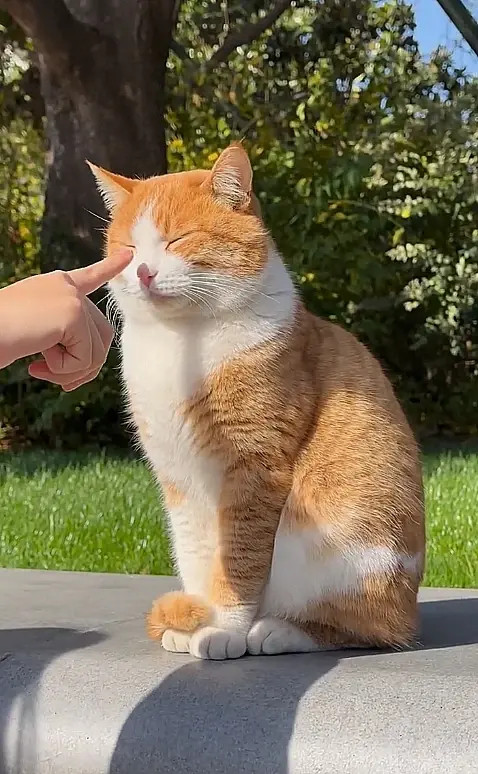 公园里的流浪猫，太喜欢了，早上忍不住又拿出来看一遍[笑着哭]