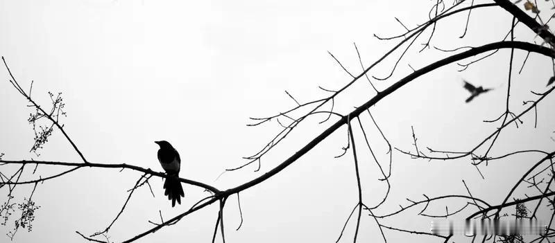 看到“夫妻本是同林鸟”这个上联，我脑海里瞬间冒出几个下联。可以对“大难临头各自飞