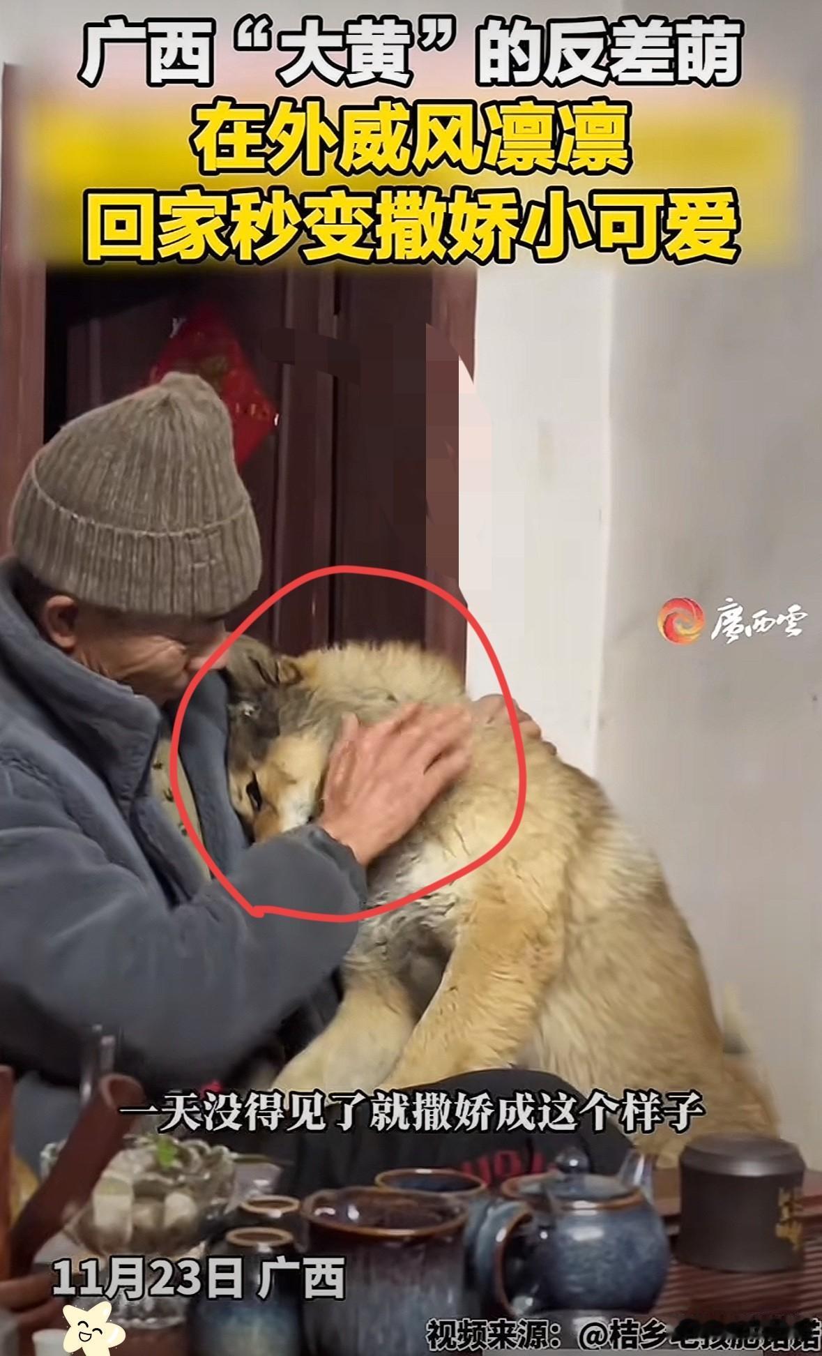 反差太大了吧，广西柳州，一女子在网上晒出，自家土狗平日在外是统领群狗的狠角色，周