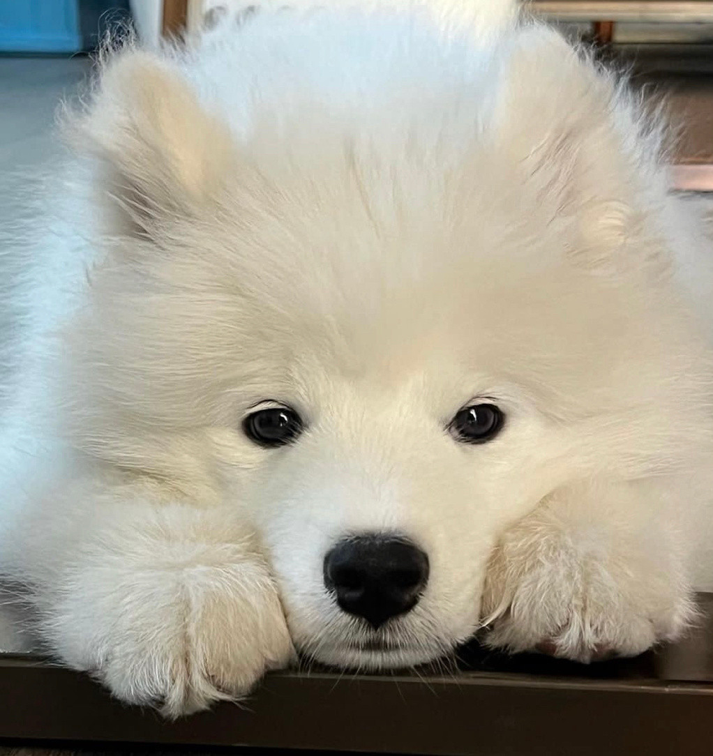 小狗也有心事，只是不会发朋友圈